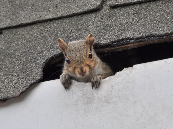 Grand Junction Wildlife Removal