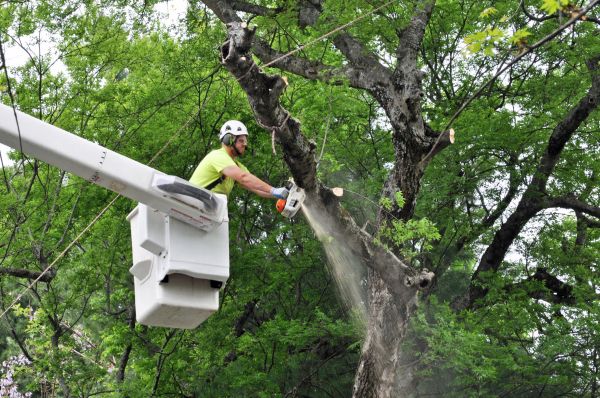 Grand Junction Tree Trimming