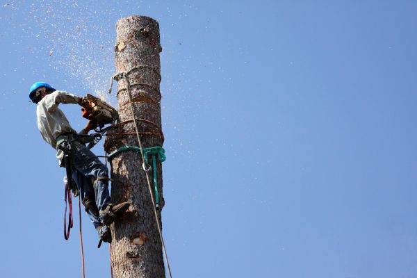 Grand Junction Tree Removal