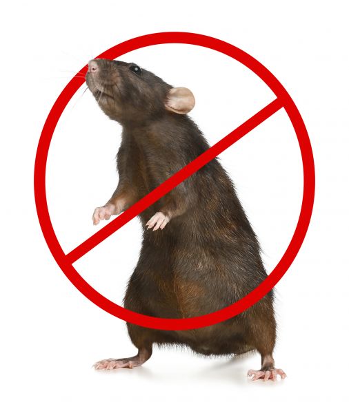 Grand Junction Pest Control Service
